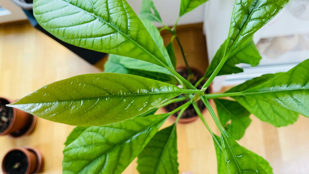 スーパーのアボカドを種から育てる方法 発根 植えるまで編 Kotori Garten